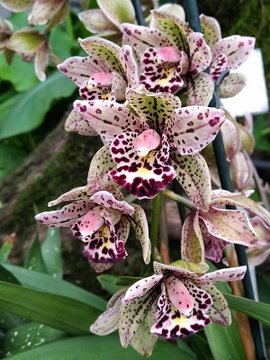 blühende Orchideen