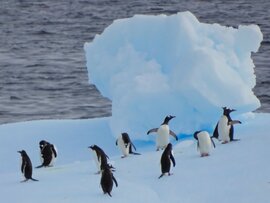Eisberge Pinguine