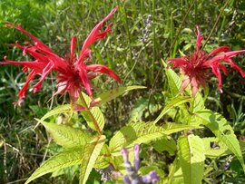 Rote Blüten Heilpflanze